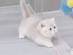 -Bastet sally猫舍购宠(静安店)