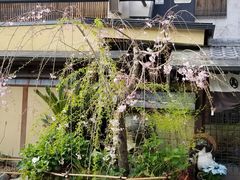 -京都冈本和服体验租赁店(祗园店)