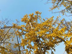 -两江幸福广场