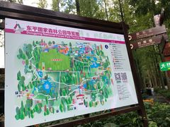 -东平国家森林公园