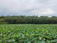 -大湾区中央湿地公园