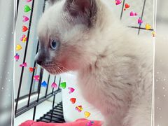 -喵zoo家庭繁育猫舍(尖东智能花园店)
