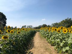 -杭州湾海上花田景区