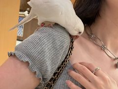 -帕帕拉兹宠物(亚洲旗舰店)