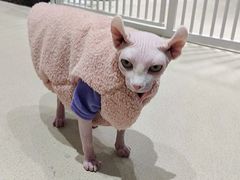 -藏猫猫咖啡主题馆(中央大道店)