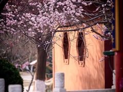 -桃花堤公园