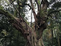 -峨眉山报国寺