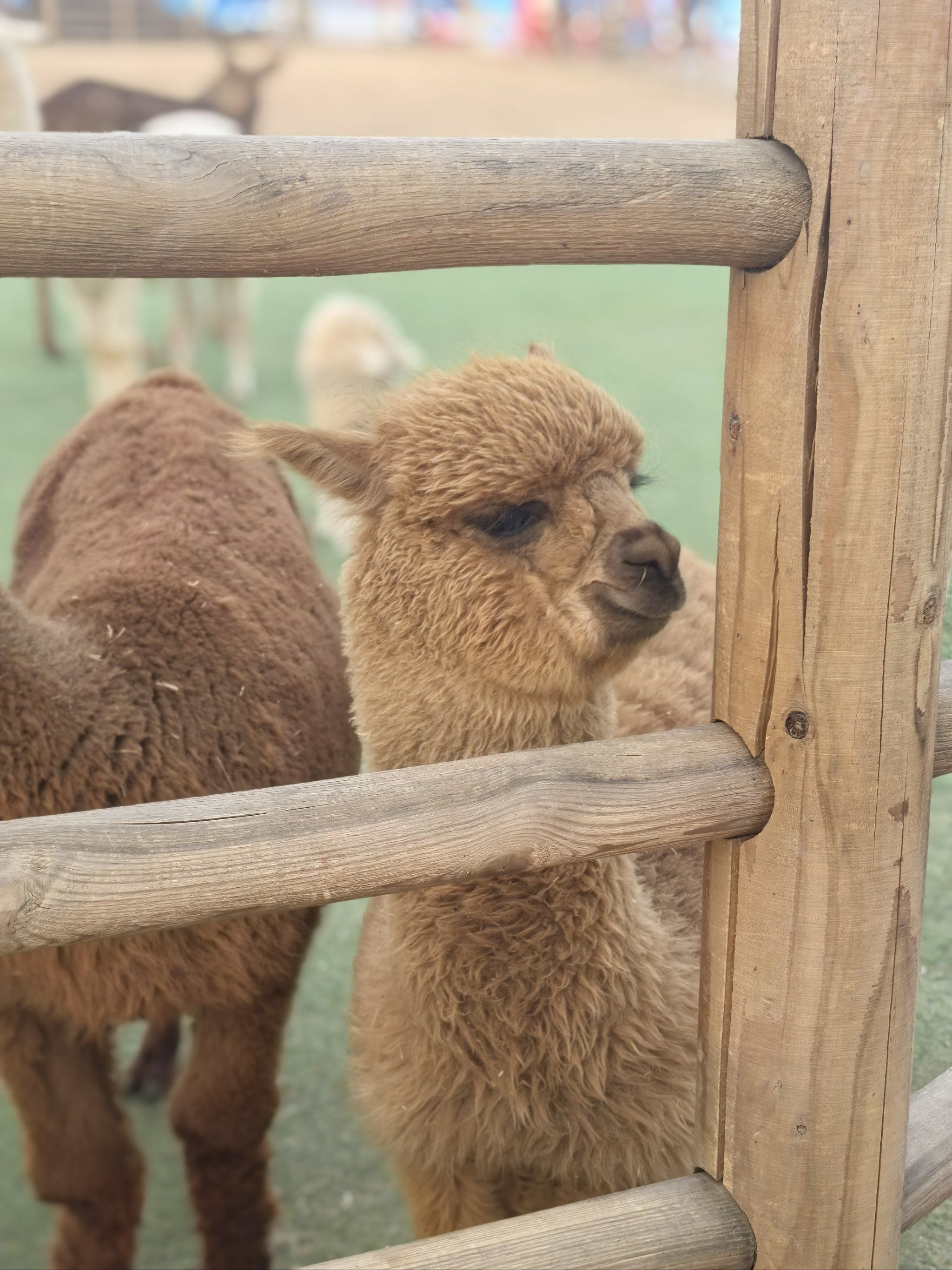 朝阳公园的羊驼好萌!