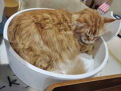 -藏猫猫咖啡主题馆(中央大道店)