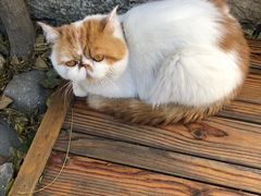 -喵屿·大理花园猫咖