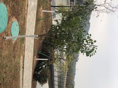 -东莞植物园