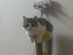 -小猫来了·猫舍(红山六九七九店)