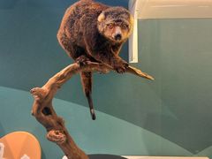 -国家自然博物馆