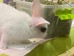 -宠物兔专门店(天丰利市场店)
