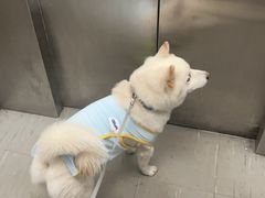 -瑞派·关忠动物医院(国瑞店)