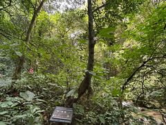 -莫里热带雨林景区