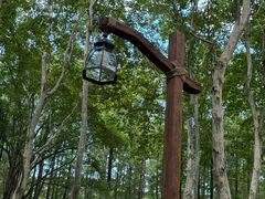 -上海共青森林公园