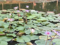 -东莞植物园