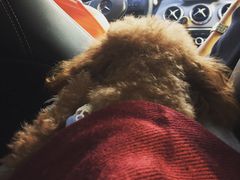 -日照海滨国家森林公园