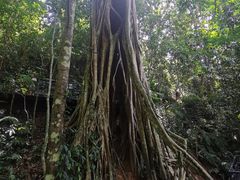 -中国科学院西双版纳热带植物园