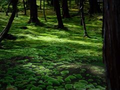 -西芳寺(苔寺)