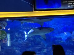 -烟台海昌鲸鲨海洋公园