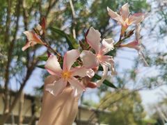 -厦门园林博览苑