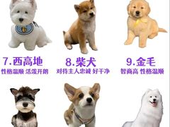 -翊宠yipet猫狗购宠庄园犬舍•猫舍