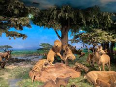 -国家自然博物馆