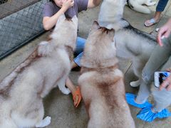 -TrueLove @ Neverland (Husky Cafe)