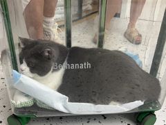 -瑞派康怡24h宠物医院·犬猫医疗中心·微创绝育(瑞景分院)