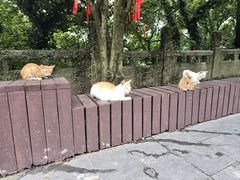 -句容茅山景区