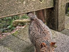 -普陀山慧济禅寺