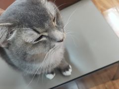 -MOCHA明星猫咖(田子坊店)
