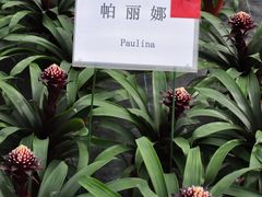 鲜花超市-上海鲜花港