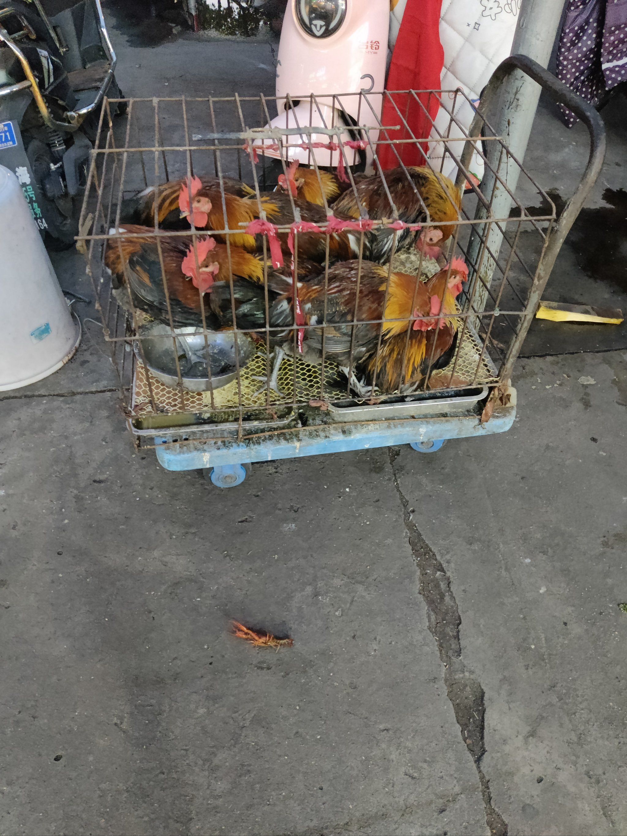 菜市场门口现杀的鸡,做成地锅怎么能不好吃