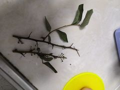 -乐乐鲜果水果超市(河北店)