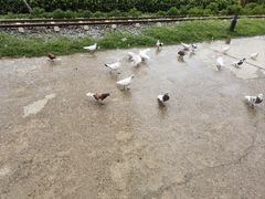 -静之湖度假区