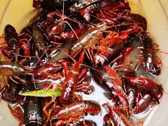 -同銮特种养殖场·龙虾垂钓