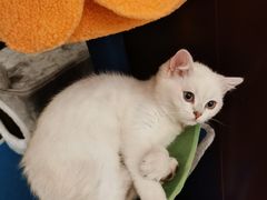 -lincat·猫舍(广州店)