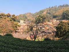 -杨家堂村