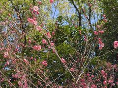 -杭州半山国家森林公园