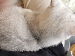 -遇见羊驼·奶狗咖·布偶猫咖·法斗柯基柴犬阿拉斯加(春熙路太古里IFS店)