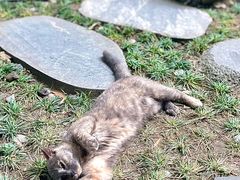 -成都杜甫草堂博物馆