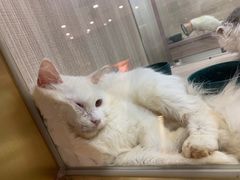 -飞行喵MR PILOT|猫舍·猫咖(静安大融城店)