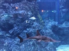 -暹罗海洋世界