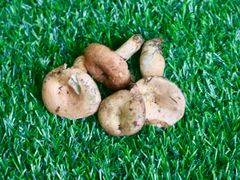 -山人野生菌餐厅