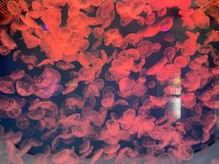 -杭州长乔极地海洋公园