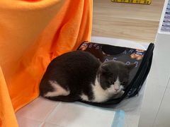 -瑞派宠物医院·犬猫全科·猫友好(宾水西道店)