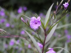 -上海滨江森林公园